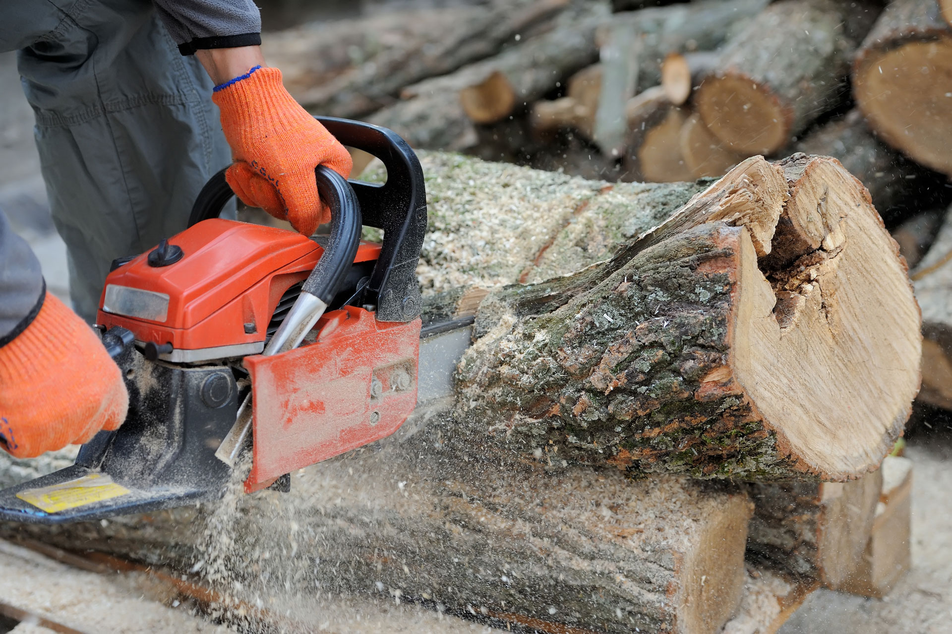 chainsaw cutting trees